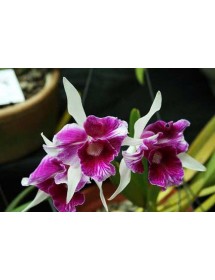 L. purpurata trilabelo &lsquo;Oriental Senior&rsquo; &ndash; Mặt hoa trilabelo đầy nghệ thuật