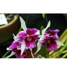 L. purpurata trilabelo &lsquo;Oriental Senior&rsquo; &ndash; Mặt hoa trilabelo đầy nghệ thuật