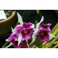 L. purpurata trilabelo ‘Oriental Senior’ – Mặt hoa trilabelo đầy nghệ thuật