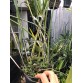 Brassavola Amethyst - BÁN THEO HƯỚNG