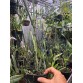 Brassavola Amethyst - BÁN THEO HƯỚNG