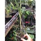 Brassavola Amethyst - BÁN THEO HƯỚNG