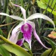 Brassavola Amethyst - BÁN THEO HƯỚNG