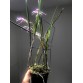 Brassavola Amethyst - BÁN THEO HƯỚNG