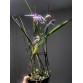 Brassavola Amethyst - BÁN THEO HƯỚNG