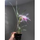 Brassavola Amethyst - BÁN THEO HƯỚNG