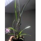 Brassavola Amethyst - BÁN THEO HƯỚNG