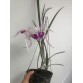 Brassavola Amethyst - BÁN THEO HƯỚNG