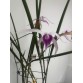 Brassavola Amethyst - BÁN THEO HƯỚNG