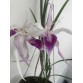 Brassavola Amethyst - BÁN THEO HƯỚNG