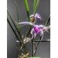 Brassavola Amethyst - BÁN THEO HƯỚNG