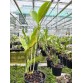 C. leopoldii var. lilacinea nhập Brazil – Sắc lilac hiếm đầy cuốn hút - TG