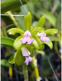 C. leopoldii var. lilacinea nhập Brazil &ndash; Sắc lilac hiếm đầy cuốn h&uacute;t - TG