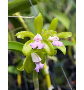 C. leopoldii var. lilacinea nhập Brazil &ndash; Sắc lilac hiếm đầy cuốn h&uacute;t - TG