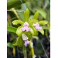 C. leopoldii var. lilacinea nhập Brazil – Sắc lilac hiếm đầy cuốn hút - TG