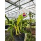 C. quadricolor s/a – Semi alba quý hiếm với vẻ đẹp đầy khí chất - TG