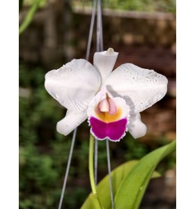 C. quadricolor s/a &ndash; Semi alba qu&yacute; hiếm với vẻ đẹp đầy kh&iacute; chất - TG