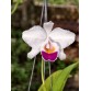 C. quadricolor s/a – Semi alba quý hiếm với vẻ đẹp đầy khí chất - TG
