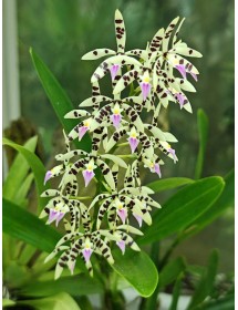 Prosthechea prismatocarpa &ndash; D&ograve;ng lan rừng độc đ&aacute;o với vẻ đẹp hoang d&atilde; đầy cuốn h&uacute;t - TG