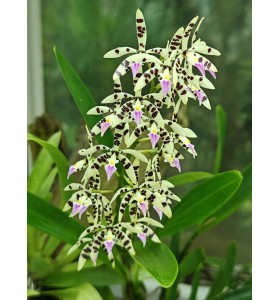 Prosthechea prismatocarpa &ndash; D&ograve;ng lan rừng độc đ&aacute;o với vẻ đẹp hoang d&atilde; đầy cuốn h&uacute;t - TG