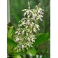 Prosthechea prismatocarpa – Dòng lan rừng độc đáo với vẻ đẹp hoang dã đầy cuốn hút - TG