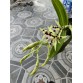 Prosthechea prismatocarpa – Dòng lan rừng độc đáo với vẻ đẹp hoang dã đầy cuốn hút - TG