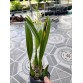 Prosthechea prismatocarpa – Dòng lan rừng độc đáo với vẻ đẹp hoang dã đầy cuốn hút - TG
