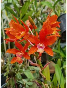 Rhyncatlaelia Taiwan Firecracker &ndash; Sắc hoa rực rỡ như ph&aacute;o hoa