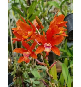 Rhyncatlaelia Taiwan Firecracker &ndash; Sắc hoa rực rỡ như ph&aacute;o hoa