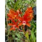 Rhyncatlaelia Taiwan Firecracker – Sắc hoa rực rỡ như pháo hoa