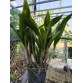 Rhyncatlaelia Taiwan Firecracker – Sắc hoa rực rỡ như pháo hoa
