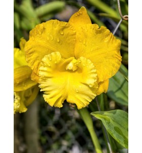 Thaksina Gold 2 &ndash; Sắc v&agrave;ng nổi bật đầy sang trọng - TG