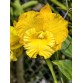 Thaksina Gold 2 – Sắc vàng nổi bật đầy sang trọng - TG