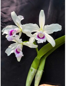 L. purpurata &lsquo;Argolao&rsquo; &ndash; Mặt hoa Brazil đầy kh&iacute; chất v&agrave; đẳng cấp - TG