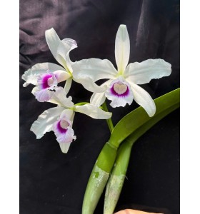 L. purpurata &lsquo;Argolao&rsquo; &ndash; Mặt hoa Brazil đầy kh&iacute; chất v&agrave; đẳng cấp - TG