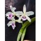 L. purpurata ‘Argolao’ – Mặt hoa Brazil đầy khí chất và đẳng cấp - TG