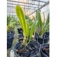 L. purpurata ‘Argolao’ – Mặt hoa Brazil đầy khí chất và đẳng cấp - TG
