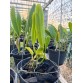 L. purpurata ‘Argolao’ – Mặt hoa Brazil đầy khí chất và đẳng cấp - TG