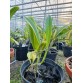 L. purpurata ‘Argolao’ – Mặt hoa Brazil đầy khí chất và đẳng cấp - TG