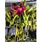 CATTLEYA HIBRIDA (Blc. Golden Zelle × Blc. Suzuki Excalibur MSC 7) – Lai tạo cao cấp với sắc hoa đầy uy lực - TG