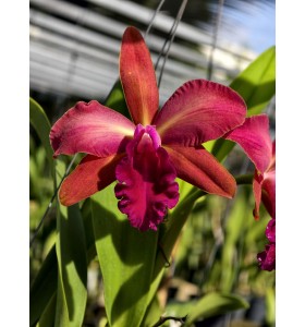 CATTLEYA HIBRIDA (Blc. Golden Zelle &times; Blc. Suzuki Excalibur MSC 7) &ndash; Lai tạo cao cấp với sắc hoa đầy uy lực - TG