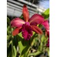 CATTLEYA HIBRIDA (Blc. Golden Zelle × Blc. Suzuki Excalibur MSC 7) – Lai tạo cao cấp với sắc hoa đầy uy lực - TG