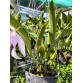 C. Welsiana – Dòng cattleya cổ điển với vẻ đẹp đầy quyến rũ - TG