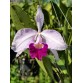 C. Welsiana – Dòng cattleya cổ điển với vẻ đẹp đầy quyến rũ - TG
