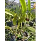 CATTLEYA HIBRIDA (C. purpurata carnea × Blc. Nobile’s Tropical Sunset MSC 1) – Lai tạo đầy nghệ thuật với sắc hoa quyến rũ - TG