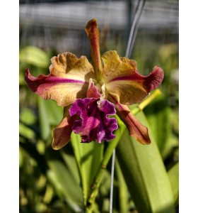 CATTLEYA HIBRIDA (C. purpurata carnea &times; Blc. Nobile&rsquo;s Tropical Sunset MSC 1) &ndash; Lai tạo đầy nghệ thuật với sắc hoa quyến rũ - TG