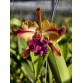 CATTLEYA HIBRIDA (C. purpurata carnea × Blc. Nobile’s Tropical Sunset MSC 1) – Lai tạo đầy nghệ thuật với sắc hoa quyến rũ - TG