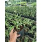 Cây Kỷ Tử giống Việt Nam – Dễ trồng, sai trái, giá trị sức khỏe cao
