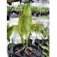 DINARD BLUE HEAVEN – CATTLEYA SẮC TÍM QUYẾN RŨ, MÔI NHUNG NỔI BẬT - TG
