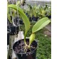 DINARD BLUE HEAVEN – CATTLEYA SẮC TÍM QUYẾN RŨ, MÔI NHUNG NỔI BẬT - TG